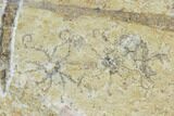 Fossil Dragonfly With Floating Crinoids - Solnhofen Limestone #107568-2